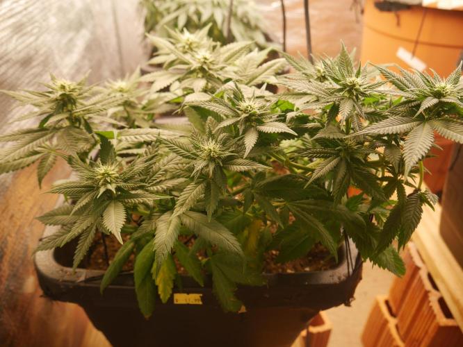 2st 2025 Grow. Week 8 - Master Kush #2