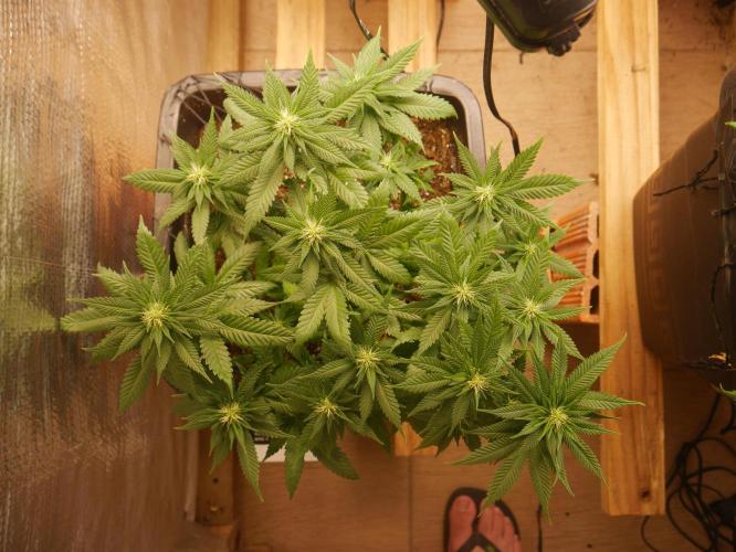 2st 2025 Grow. Week 8 - Master Kush #2