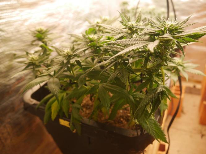 2st 2025 Grow. Week 8 - Master Kush #2