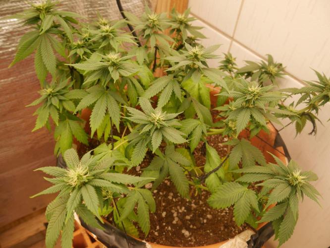 2st 2025 Grow. Week 8 - Master Kush #3