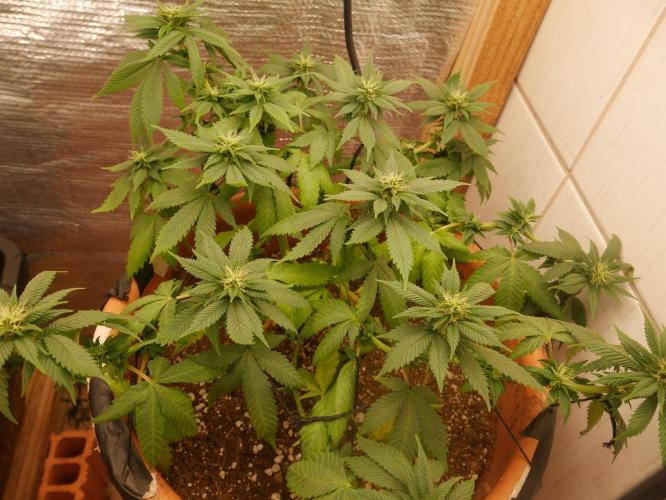 2st 2025 Grow. Week 8 - Master Kush #3