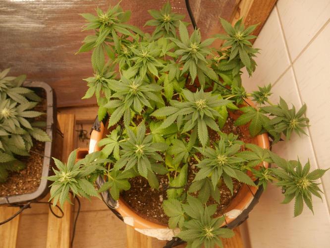 2st 2025 Grow. Week 8 - Master Kush #3