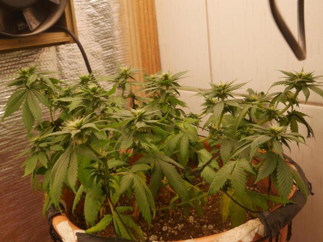 2st 2025 Grow. Week 8 - Master Kush #3