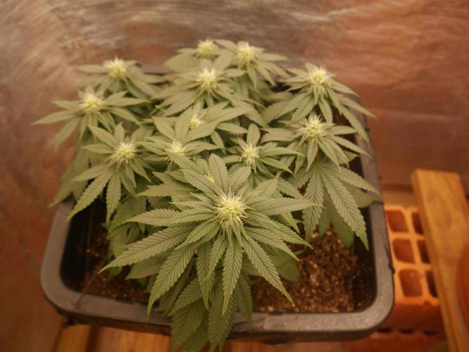 2st 2025 Grow. Week 8 - KMintz