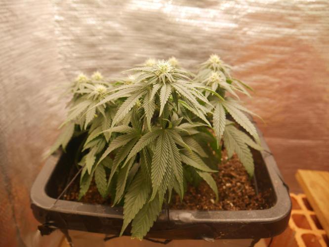 2st 2025 Grow. Week 8 - KMintz