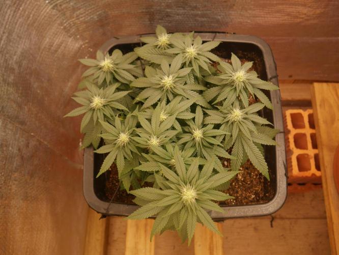 2st 2025 Grow. Week 8 - KMintz