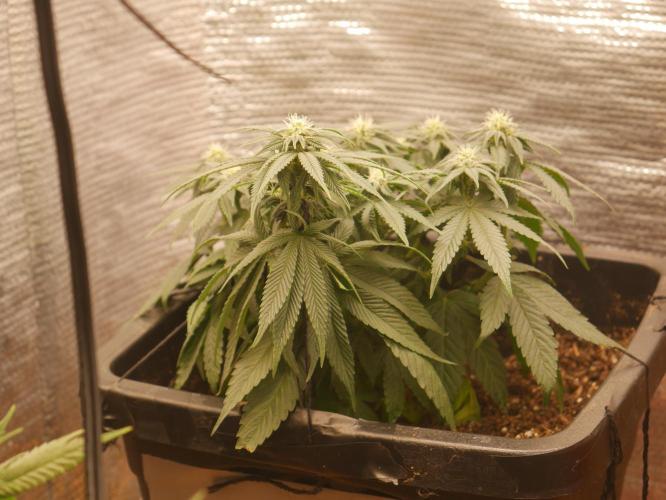 2st 2025 Grow. Week 8 - KMintz