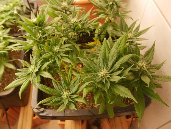 2st 2025 Grow. Week 9 - Master Kush #01 (Dutch Passion)