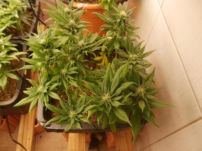 2st 2025 Grow. Week 9 - Master Kush #01 (Dutch Passion)