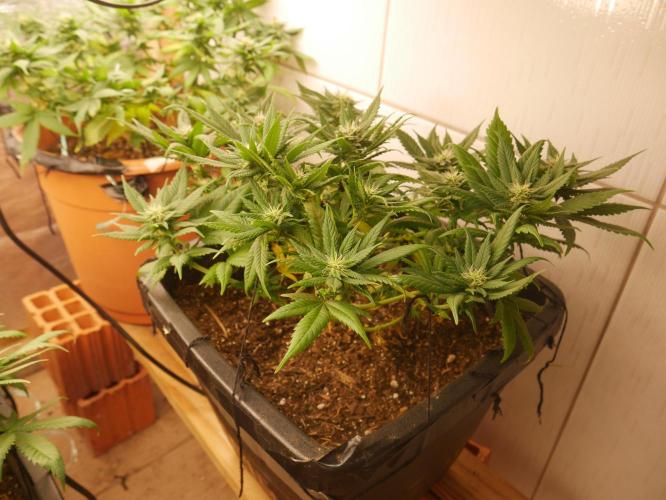 2st 2025 Grow. Week 9 - Master Kush #01 (Dutch Passion)