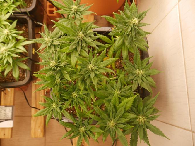 2st 2025 Grow. Week 9 - Master Kush #01 (Dutch Passion)