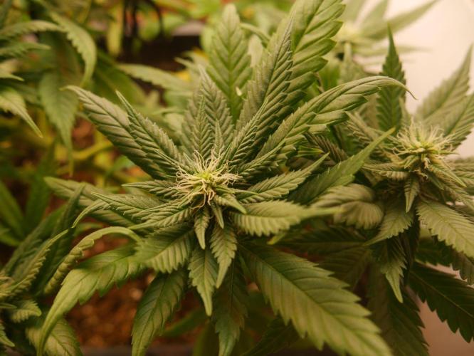 2st 2025 Grow. Week 9 - Master Kush #01 (Dutch Passion)