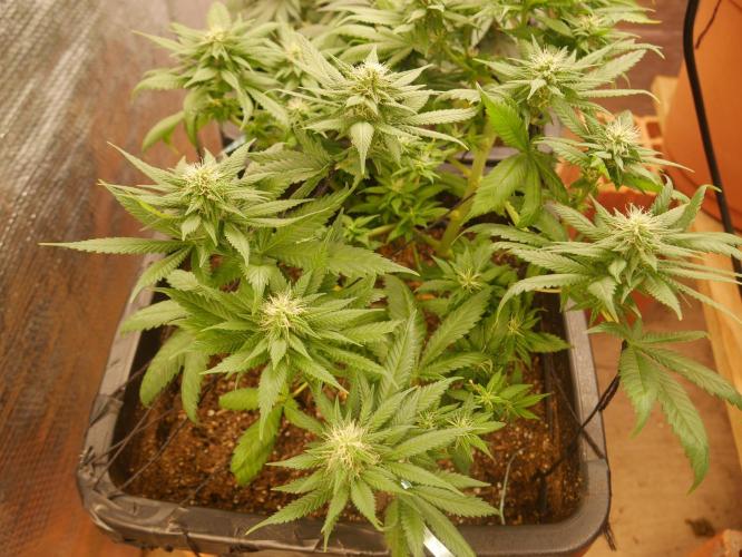 2st 2025 Grow. Week 9 - Master Kush #02 (Dutch Passion)