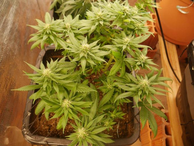 2st 2025 Grow. Week 9 - Master Kush #02 (Dutch Passion)