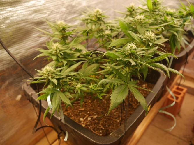 2st 2025 Grow. Week 9 - Master Kush #02 (Dutch Passion)