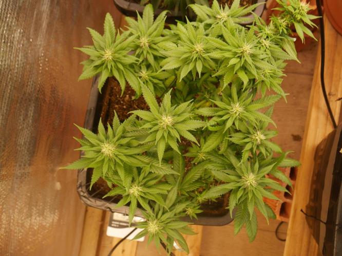 2st 2025 Grow. Week 9 - Master Kush #02 (Dutch Passion)