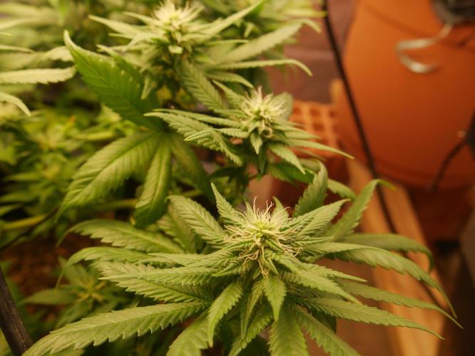 2st 2025 Grow. Week 9 - Master Kush #02 (Dutch Passion)