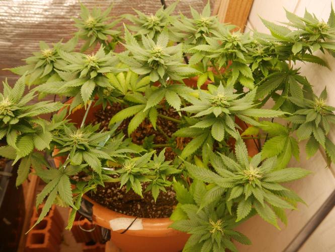 2st 2025 Grow. Week 9 - Master Kush #03 (Dutch Passion)