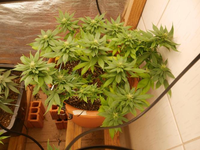 2st 2025 Grow. Week 9 - Master Kush #03 (Dutch Passion)