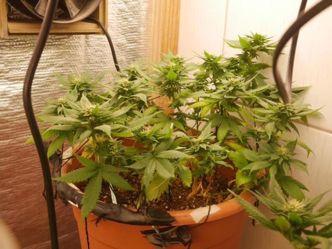 2st 2025 Grow. Week 9 - Master Kush #03 (Dutch Passion)