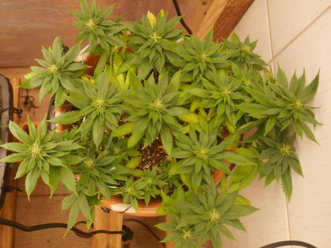 2st 2025 Grow. Week 9 - Master Kush #03 (Dutch Passion)