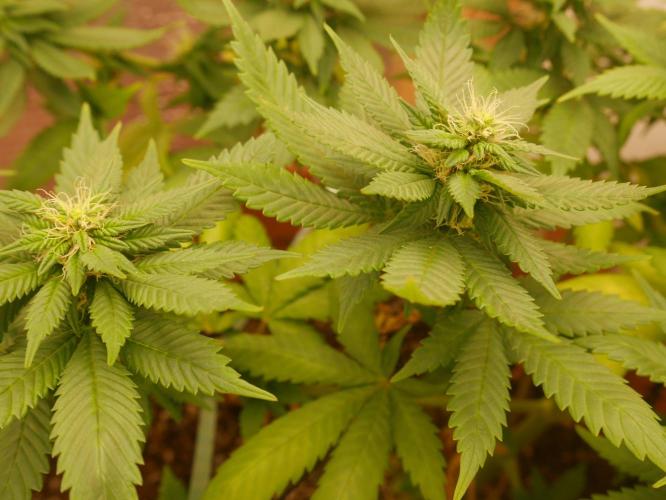 2st 2025 Grow. Week 9 - Master Kush #03 (Dutch Passion)