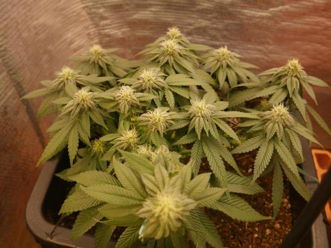 2st 2025 Grow. Week 9 - KMintz (Ripper Seeds)