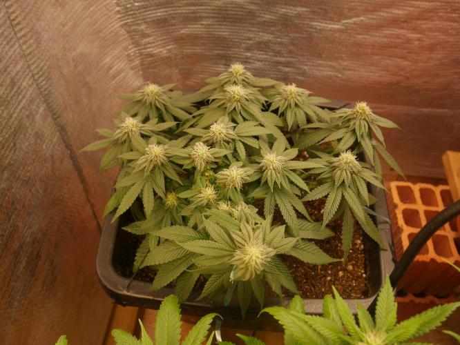 2st 2025 Grow. Week 9 - KMintz (Ripper Seeds)