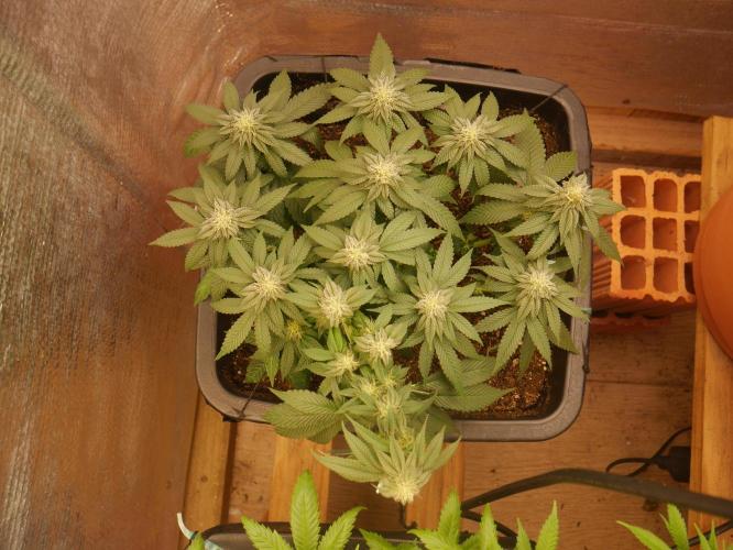 2st 2025 Grow. Week 9 - KMintz (Ripper Seeds)