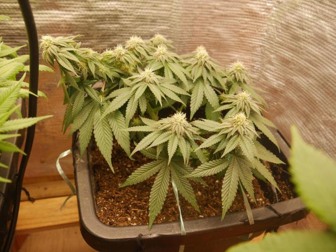 2st 2025 Grow. Week 9 - KMintz (Ripper Seeds)