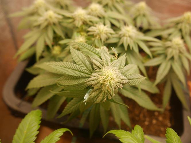 2st 2025 Grow. Week 9 - KMintz (Ripper Seeds)