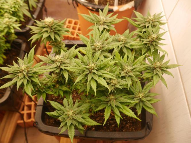 2st 2025 Grow. Week 11 - Master Kush 1 (Hindu Kush)