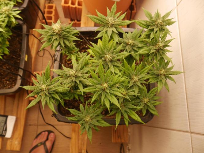 2st 2025 Grow. Week 11 - Master Kush 1 (Hindu Kush) 