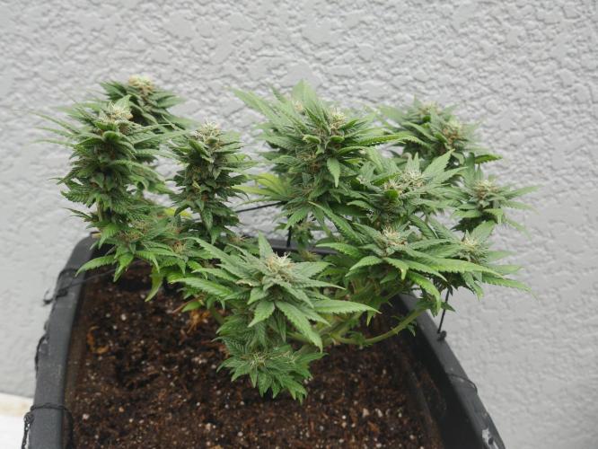 2st 2025 Grow. Week 11 - Master Kush 1 (Hindu Kush) 