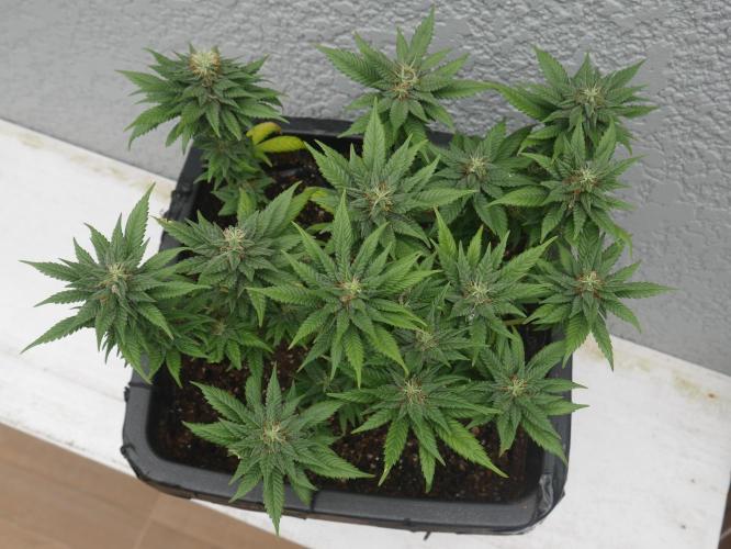 2st 2025 Grow. Week 11 - Master Kush 1 (Hindu Kush)