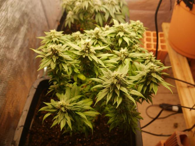 2st 2025 Grow. Week 11 - Master Kush 2 (Hindu Kush)