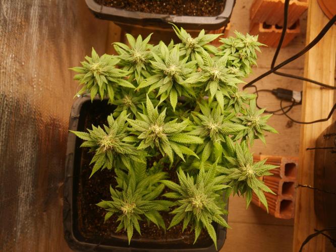 2st 2025 Grow. Week 11 - Master Kush 2 (Hindu Kush)