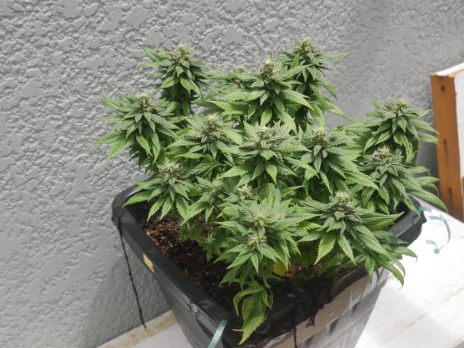 2st 2025 Grow. Week 11 - Master Kush 2 (Hindu Kush)