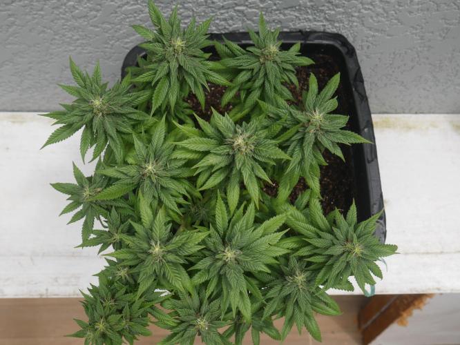 2st 2025 Grow. Week 11 - Master Kush 2 (Hindu Kush)