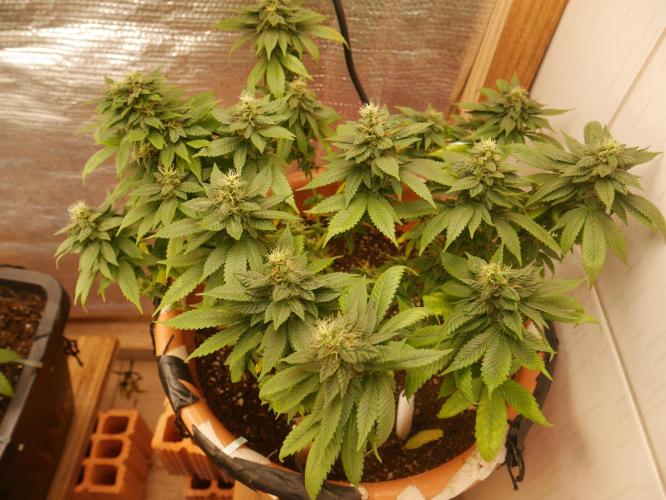 2st 2025 Grow. Week 11 - Master Kush 3 (Hindu Kush)