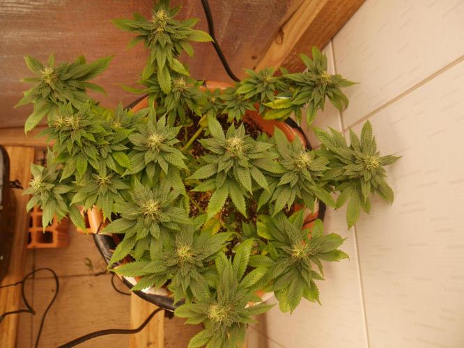 2st 2025 Grow. Week 11 - Master Kush 3 (Hindu Kush)