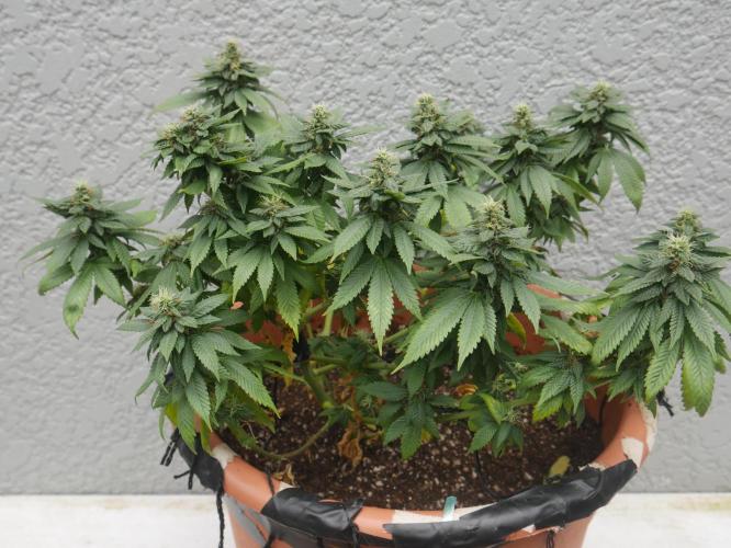 2st 2025 Grow. Week 11 - Master Kush 3 (Hindu Kush)