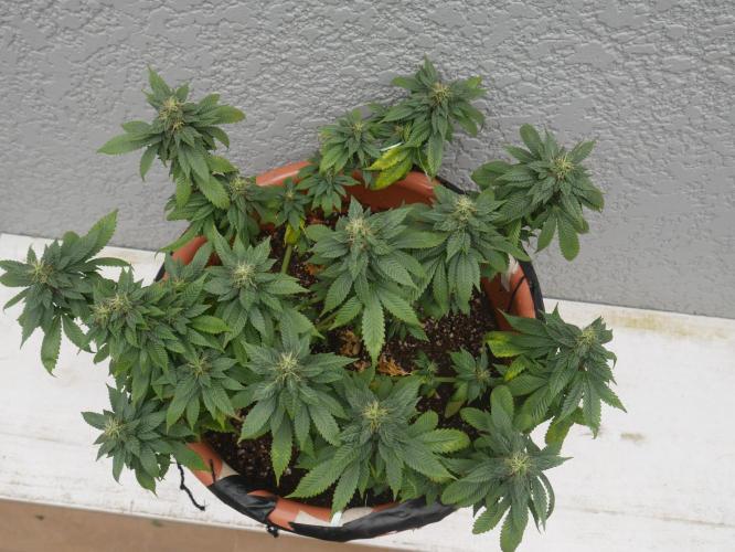 2st 2025 Grow. Week 11 - Master Kush 3 (Hindu Kush)