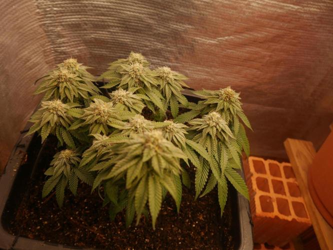 2st 2025 Grow. Week 11 - Kmintz