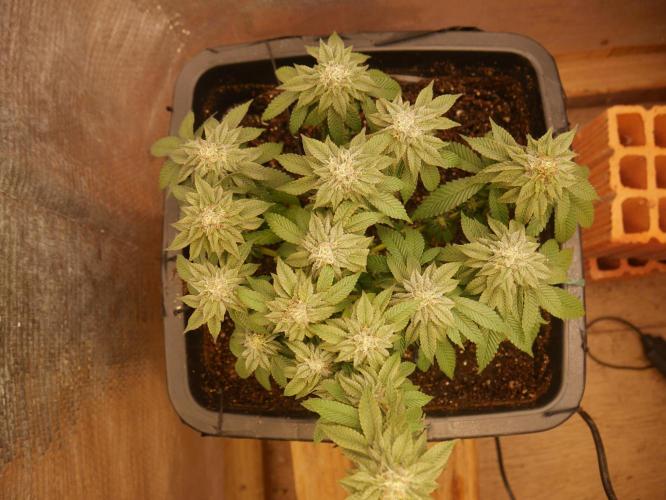 2st 2025 Grow. Week 11 - Kmintz