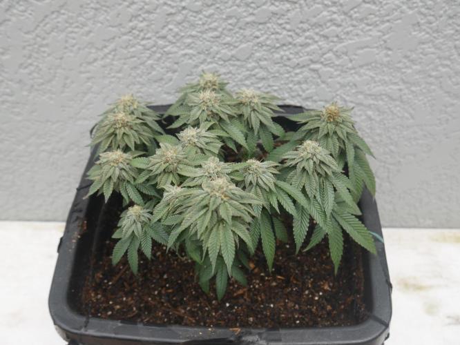 2st 2025 Grow. Week 11 - Kmintz