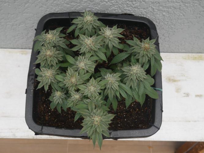 2st 2025 Grow. Week 11 - Kmintz