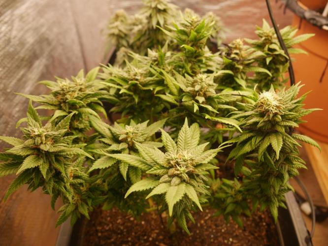 2st 2025 Grow. Week 12 - Master Kush #01 (Hindu Kush) 53 days of flowering.