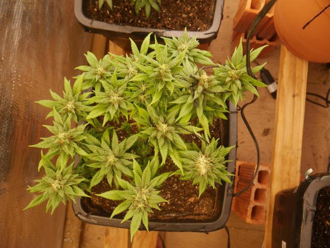 2st 2025 Grow. Week 12 - Master Kush #01 (Hindu Kush) 53 days of flowering.