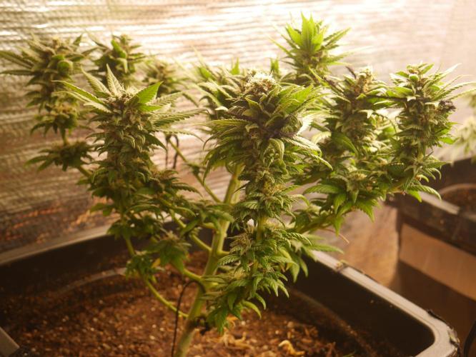 2st 2025 Grow. Week 12 - Master Kush #01 (Hindu Kush) 53 days of flowering.